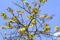 Cochlospermum religiosum